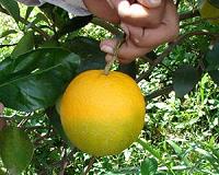 The uphill struggle on the terraces of Amalfi's lemon growers