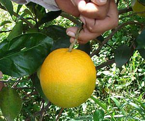 Fighting Back Against Citrus Greening