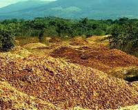 How orange peels revived a Costa Rican forest