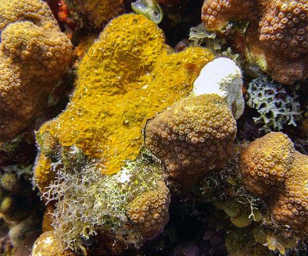 'It just dies': Yellow-band disease ravages Thailand's coral reefs