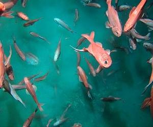 Marine Scientists Unveil The Mystery Of Life On Undersea Mountains