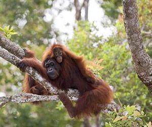 Forest clearance a threat to orangutans