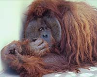 Palm oil firms' moratorium rejection threatens orangutans: activists