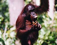 Thousands of orangutans discovered in Indonesia: conservationists