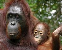 Borneo orangutans dying off as forests are lost: study