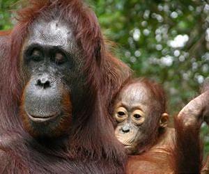 Sumatran orangutans' rainforest home faces new threat
