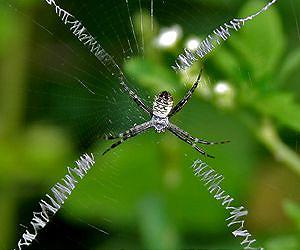 Scientists crack the spiders' web code