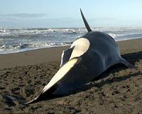 Beached pregnant whale found with teeth plucked