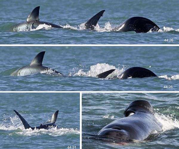 Orcas demonstrating they no longer need to hunt in packs to take down the great white shark