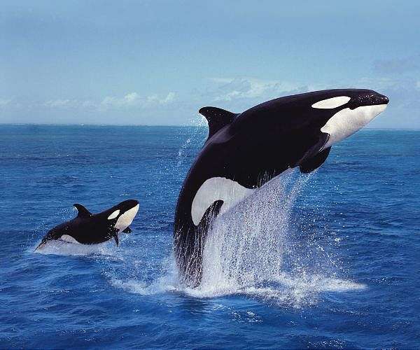 Orca exposed as oceanic killers hunting in organised pods