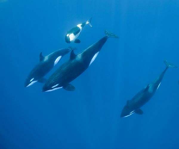 Bereaved orca seen carrying another dead calf in US waters