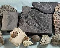 Novel hypothesis on why animals diversified on Earth