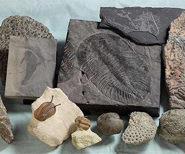 Uncovering the secrets behind Earth's first major mass extinction