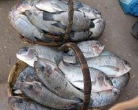 Malawi's prized chambo fish faces extinction