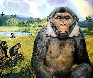 Extinct Ancient Ape Did Not Walk Like a Human