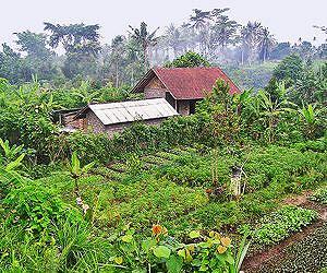 The balancing act of producing more food sustainably