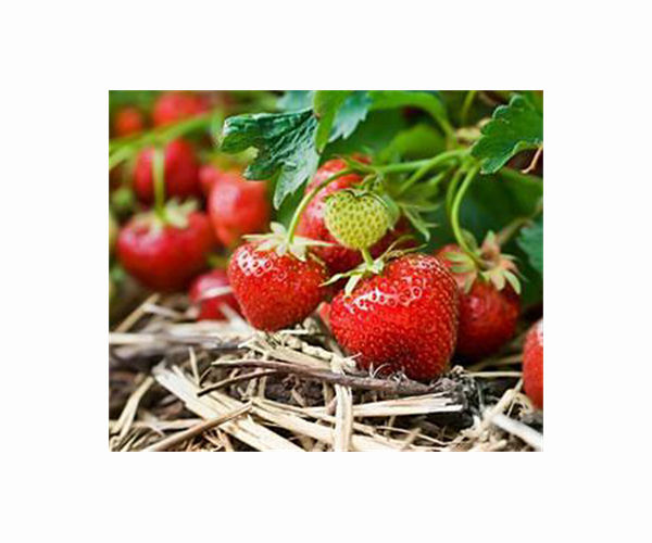 Strawberry boycott leaves Spain's farmers in a jam