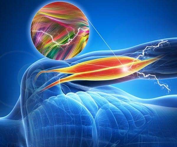 Muscle tissue is powering new wave of robots set to transform medicine and engineering