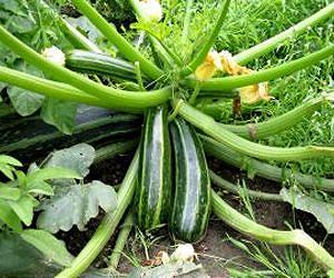 Vetch cover crop, fertilizer practices recommended for organic zucchini