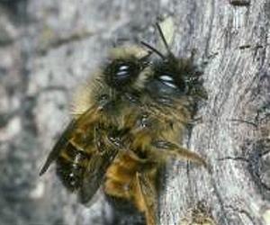 Secret Life Of Bees Now A Little Less Secret