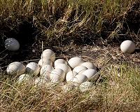 Chemical analysis demonstrates communal nesting in dinosaurs