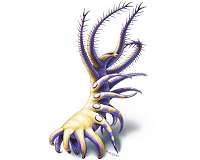 500-million year-old species offers insights into the lives of ancient legged worms