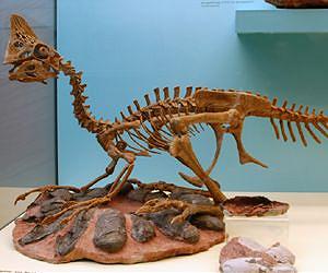 Study provides insight into nesting behavior of dinosaurs