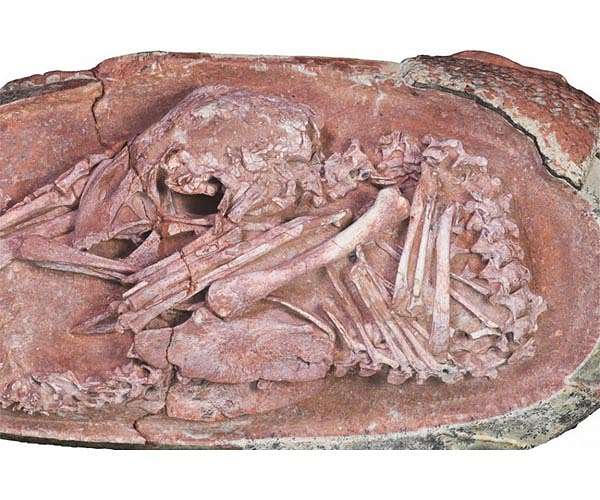 Perfectly preserved dinosaur embryo was preparing to hatch like a bird
