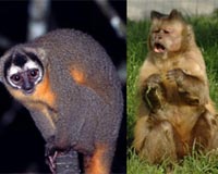 Small Evolutionary Shifts Make Big Impacts
