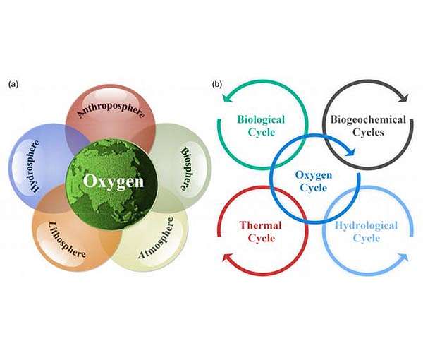 Exploring the evolution of Earth's habitability regulated by oxygen cycle