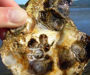 Ocean acidification killing oysters by inhibiting shell formation