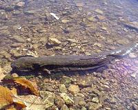 Limb regeneration: Do salamanders hold the key?
