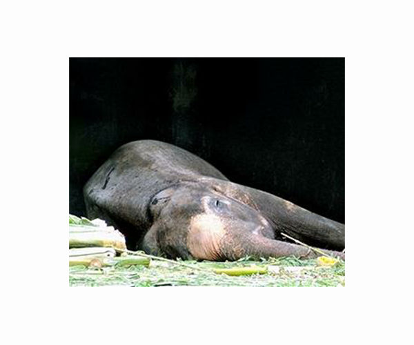 Critically endangered elephant found dead in Bali river