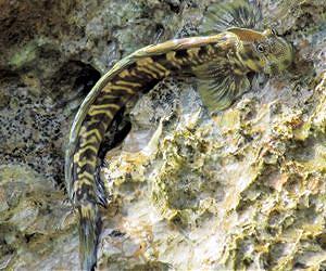 A Fish that Leaps to Land