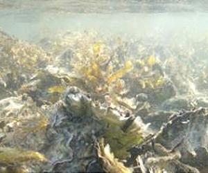 Researchers complete mollusk evolutionary tree