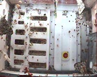 Four Butterflynauts Emerge On ISS