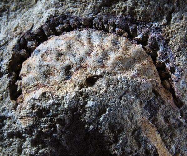 Ancient fossilized fruit was ancestor of coffee and potatoes and survived the dinosaurs