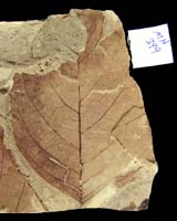 Insect Predation Sheds Light On Food Web Recovery After The Dinosaur Extinction