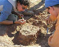 Paleontologists Find 67 Dinosaurs In One Week Across Gobi Desert