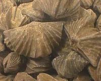 Clam-Like Creature Preserved Perfectly In Ancient Fossil