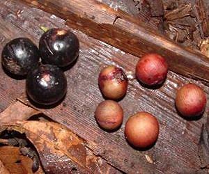 Human activity echoes through Brazilian rainforest