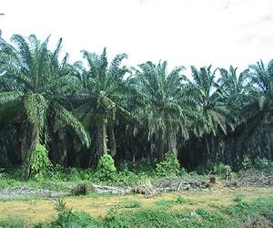 Date palm decline: Iraq looks to rebuild