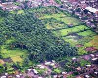 Connected forest networks on oil palm plantations key to protecting endangered species