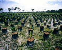 WRI And NewPage Launch Partnership To Protect Indonesian Forests