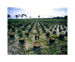 Palm oil: environmental curse or a blessing?