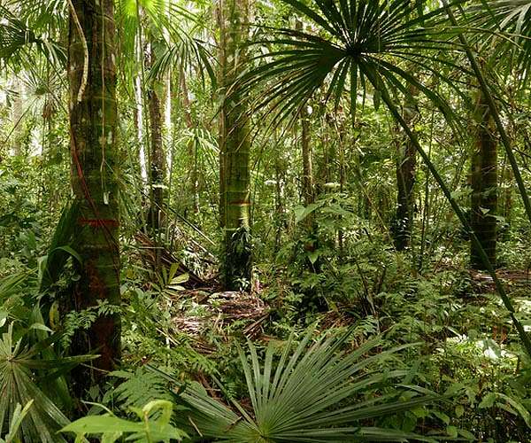 Lula says 'world must help' Brazil save the Amazon