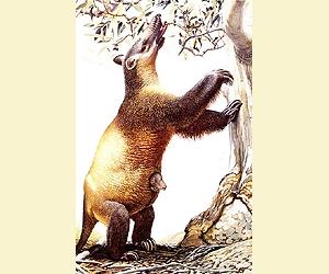 New Evidence Links Humans To Megafauna Demise