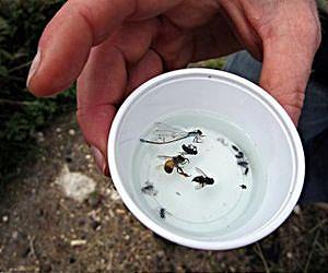 Biologists design method to monitor global bee decline