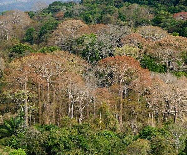 Tropical forests nearing critical temperatures thresholds