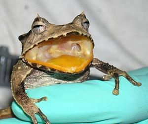 Frog Killer Caught In The Act